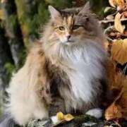 ヒメ日記 2025/03/19 22:17 投稿 上下　ことね ギン妻パラダイス 谷九店