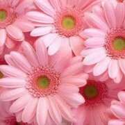 ヒメ日記 2025/03/20 16:22 投稿 上下　ことね ギン妻パラダイス 谷九店