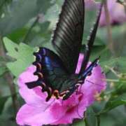 ヒメ日記 2025/04/01 11:46 投稿 上下　ことね ギン妻パラダイス 谷九店