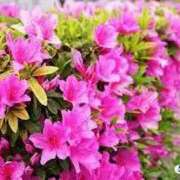 ヒメ日記 2025/04/29 14:57 投稿 上下　ことね ギン妻パラダイス 谷九店