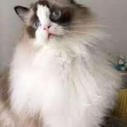 ヒメ日記 2025/07/05 23:30 投稿 上下　ことね ギン妻パラダイス 谷九店