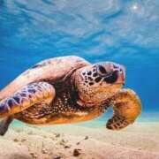 ヒメ日記 2025/07/15 11:13 投稿 上下　ことね ギン妻パラダイス 谷九店