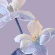 ヒメ日記 2025/10/15 23:30 投稿 上下　ことね ギン妻パラダイス 谷九店