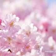 ヒメ日記 2025/10/18 10:00 投稿 上下　ことね ギン妻パラダイス 谷九店