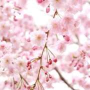 ヒメ日記 2025/10/19 10:00 投稿 上下　ことね ギン妻パラダイス 谷九店