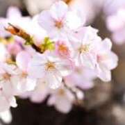 ヒメ日記 2025/10/19 23:00 投稿 上下　ことね ギン妻パラダイス 谷九店