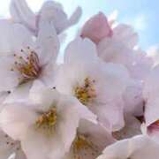 ヒメ日記 2025/10/26 09:52 投稿 上下　ことね ギン妻パラダイス 谷九店