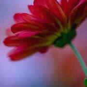 ヒメ日記 2025/11/04 18:01 投稿 上下　ことね ギン妻パラダイス 谷九店