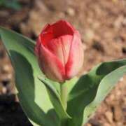 ヒメ日記 2025/11/21 14:40 投稿 上下　ことね ギン妻パラダイス 谷九店