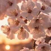 ヒメ日記 2026/03/24 15:17 投稿 上下　ことね ギン妻パラダイス 谷九店