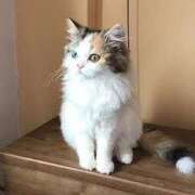 ヒメ日記 2026/03/25 13:31 投稿 上下　ことね ギン妻パラダイス 谷九店