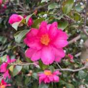 ヒメ日記 2025/12/26 15:24 投稿 あゆ ベイキュート