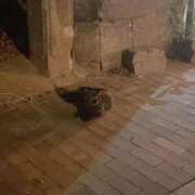 ヒメ日記 2025/10/16 16:52 投稿 足立凛 フォーナイン熊本