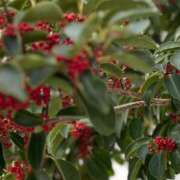 ヒメ日記 2025/01/23 00:30 投稿 みさと 横浜おかあさん