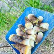 ヒメ日記 2026/04/17 13:30 投稿 なち 英乃國屋