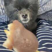 ヒメ日記 2026/03/23 21:17 投稿 伊勢谷　べに スッキリ商事