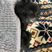 ヒメ日記 2026/03/30 23:12 投稿 伊勢谷　べに スッキリ商事