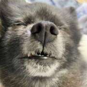 ヒメ日記 2026/04/07 07:36 投稿 伊勢谷　べに スッキリ商事