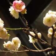 ヒメ日記 2025/03/07 00:35 投稿 けいな 横浜おかあさん