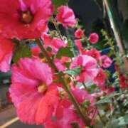 ヒメ日記 2025/05/27 23:25 投稿 けいな 横浜おかあさん