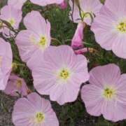 ヒメ日記 2025/09/04 16:05 投稿 けいな 横浜おかあさん