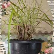 ヒメ日記 2024/12/08 12:18 投稿 瀬戸 竹内マッサージ