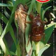 ヒメ日記 2025/08/15 13:00 投稿 瀬戸 竹内マッサージ