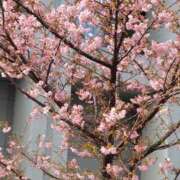 ヒメ日記 2026/02/19 15:25 投稿 かなえ 錦糸町 夜這右衛門娼店～夜這・即尺・痴漢・人妻～