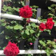 かなえ 次はバラ 錦糸町 夜這右衛門娼店～夜這・即尺・痴漢・人妻～