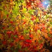 ヒメ日記 2024/12/14 18:26 投稿 水無月セイラ 神戸ホットポイント