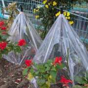 ヒメ日記 2024/12/12 10:06 投稿 ともえ 横浜おかあさん