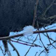 ヒメ日記 2024/12/16 07:29 投稿 ともえ 横浜おかあさん