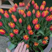 ヒメ日記 2024/12/19 07:35 投稿 ともえ 横浜おかあさん