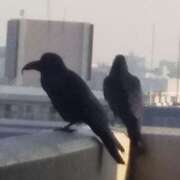 ヒメ日記 2025/01/08 06:55 投稿 ともえ 横浜おかあさん