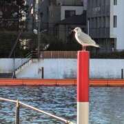 ヒメ日記 2025/01/10 07:18 投稿 ともえ 横浜おかあさん