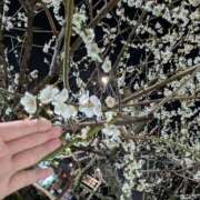 ヒメ日記 2025/03/01 21:35 投稿 ともえ 横浜おかあさん