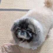 ヒメ日記 2025/03/15 07:05 投稿 ともえ 横浜おかあさん