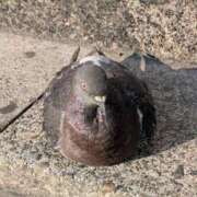 ヒメ日記 2025/03/21 19:25 投稿 ともえ 横浜おかあさん