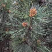 ヒメ日記 2025/04/24 08:05 投稿 ともえ 横浜おかあさん