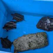 ヒメ日記 2025/06/13 07:35 投稿 ともえ 横浜おかあさん