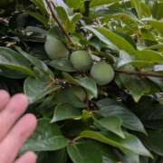 ヒメ日記 2025/08/10 06:05 投稿 ともえ 横浜おかあさん