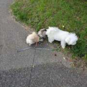 ヒメ日記 2025/09/10 07:26 投稿 ともえ 横浜おかあさん