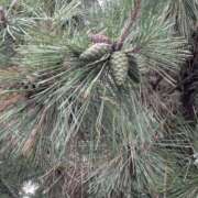 ヒメ日記 2025/10/27 06:25 投稿 ともえ 横浜おかあさん