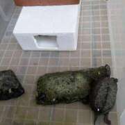 ヒメ日記 2025/11/01 06:35 投稿 ともえ 横浜おかあさん