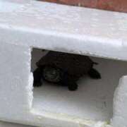 ヒメ日記 2025/11/12 06:33 投稿 ともえ 横浜おかあさん