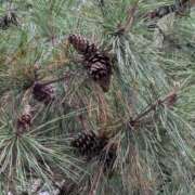 ヒメ日記 2025/11/14 06:55 投稿 ともえ 横浜おかあさん