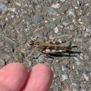 ヒメ日記 2025/11/16 07:25 投稿 ともえ 横浜おかあさん