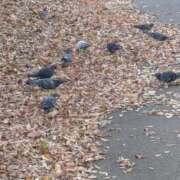 ヒメ日記 2025/11/28 07:17 投稿 ともえ 横浜おかあさん