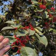 ヒメ日記 2025/12/05 07:15 投稿 ともえ 横浜おかあさん