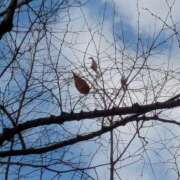 ヒメ日記 2025/12/09 07:25 投稿 ともえ 横浜おかあさん